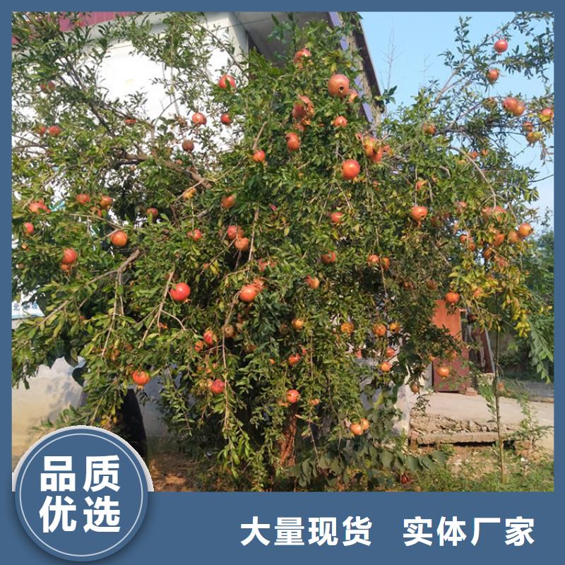 石榴李子苗订购
