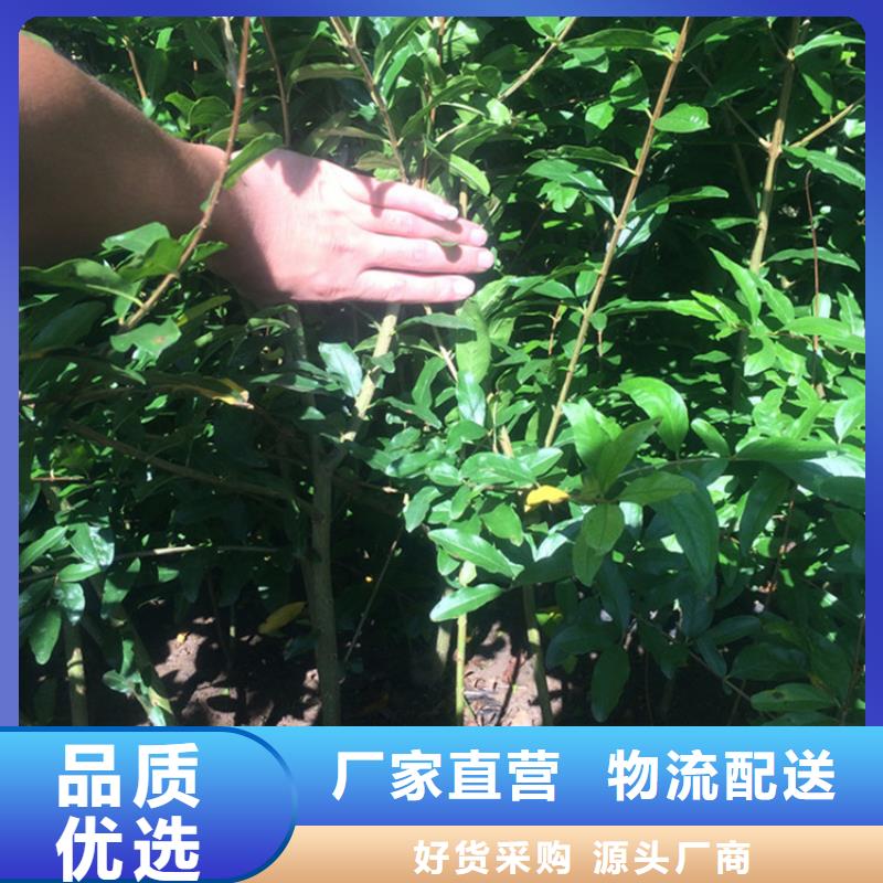 甜籽石榴树苗量大从优