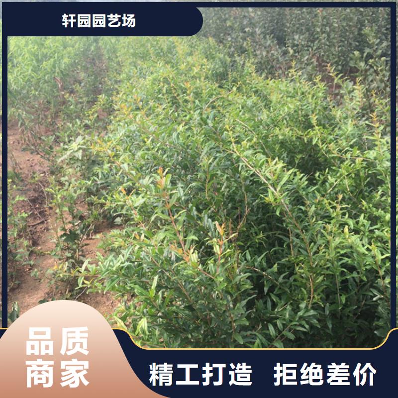 软籽石榴苗露天种植