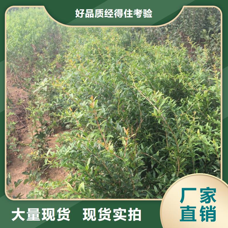软籽石榴苗根系发达