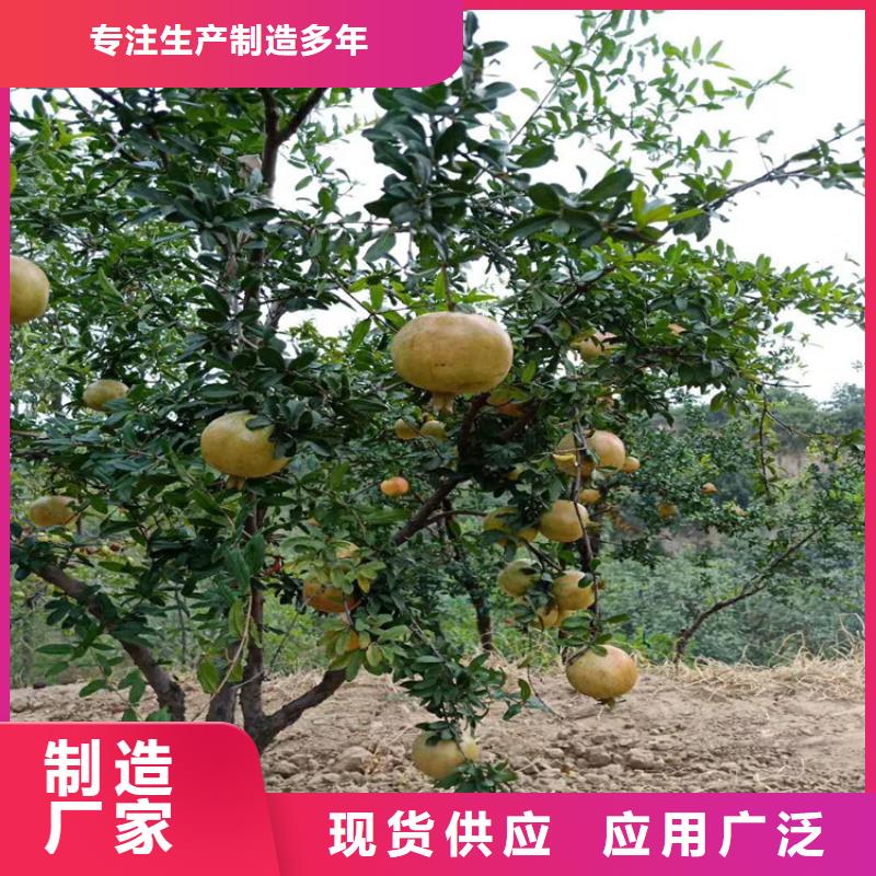 软籽石榴苗经济效益