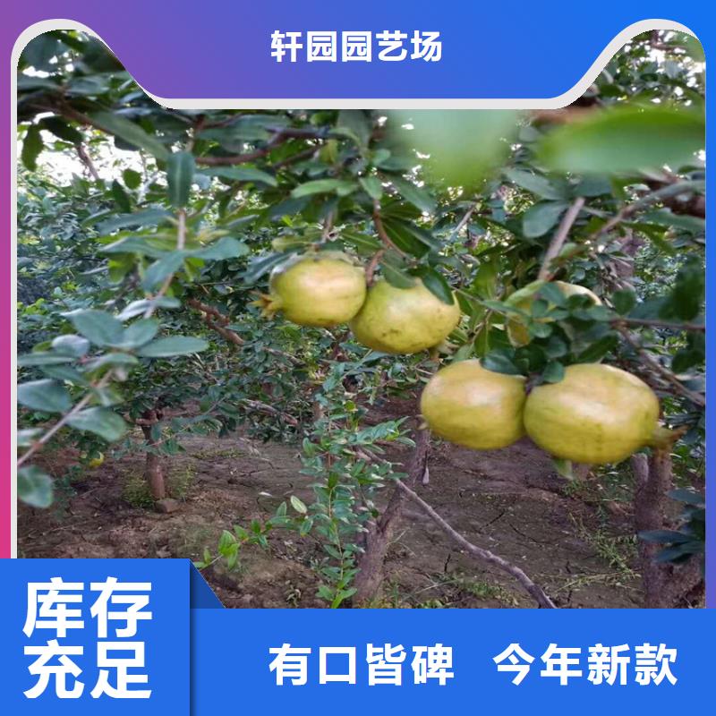 软籽石榴苗经济效益