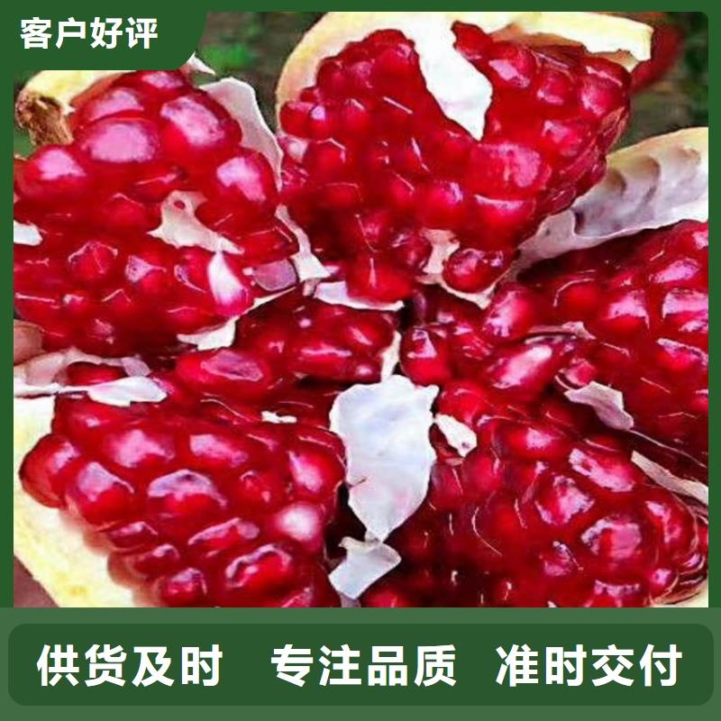 黑籽石榴树苗经济效益