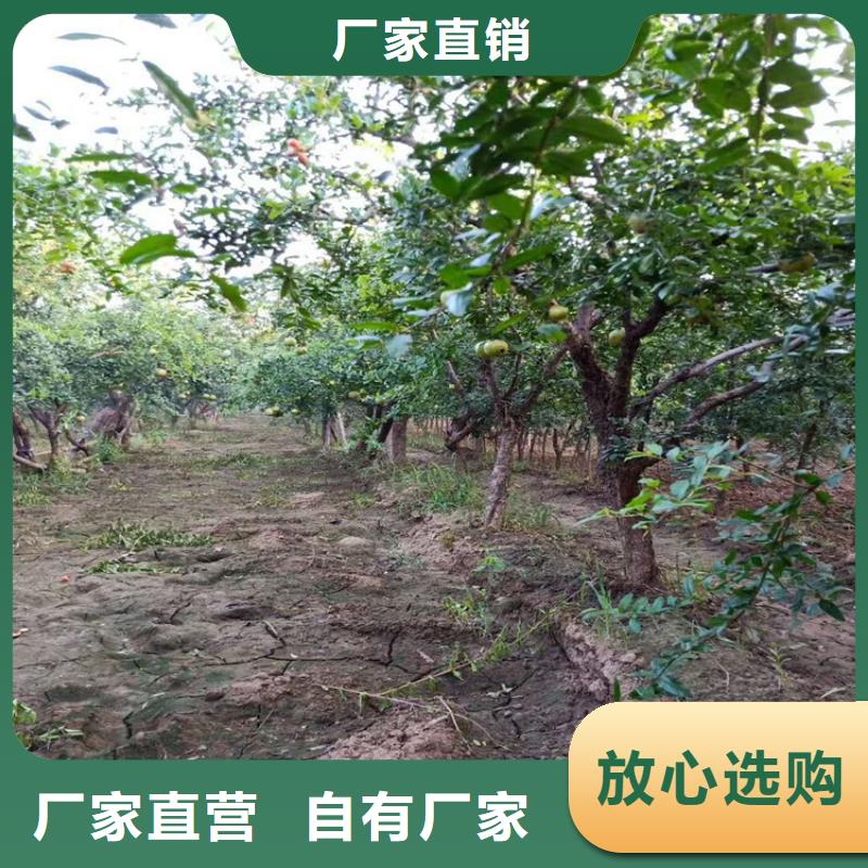 软籽石榴苗经济效益