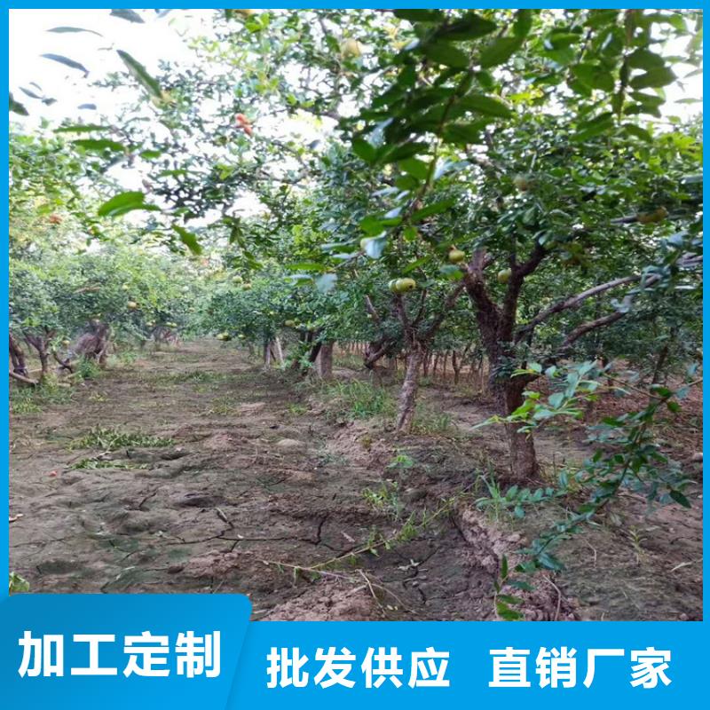 黑籽石榴树苗经济效益