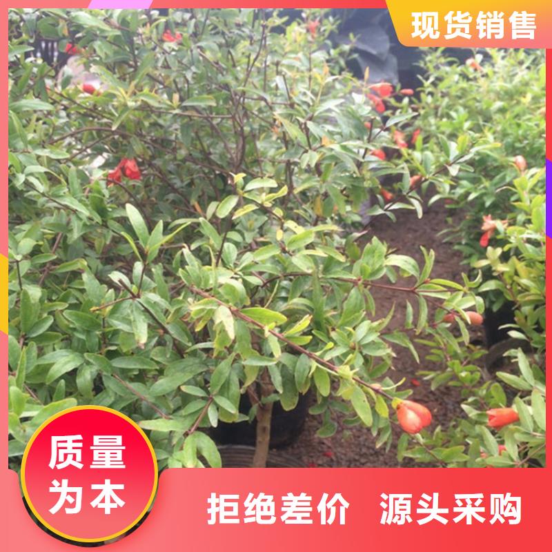 软籽石榴苗经济效益
