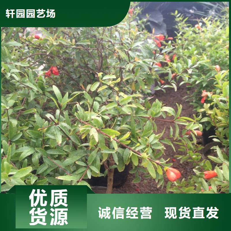 黑籽石榴树苗经济效益