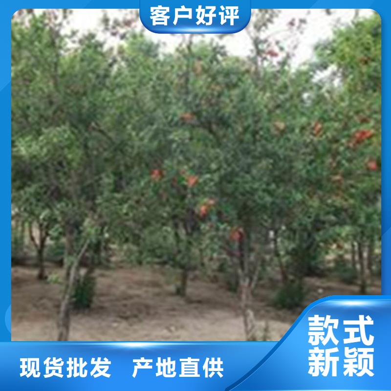 黑籽石榴树苗经济效益