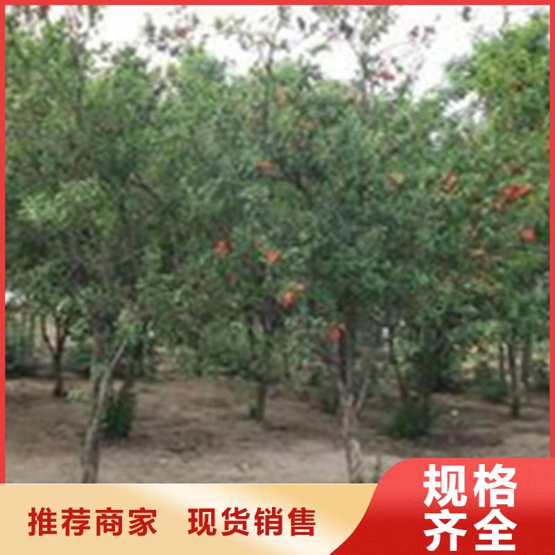 甜籽石榴树苗量大从优