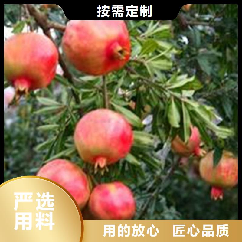 软籽石榴苗经济效益