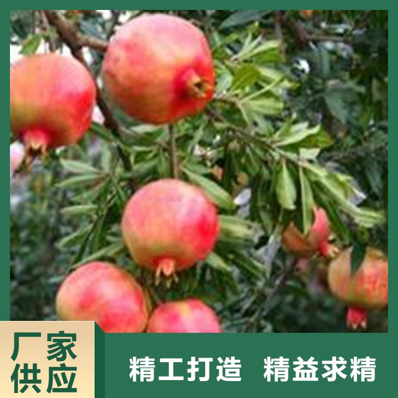 甜籽石榴树苗量大从优