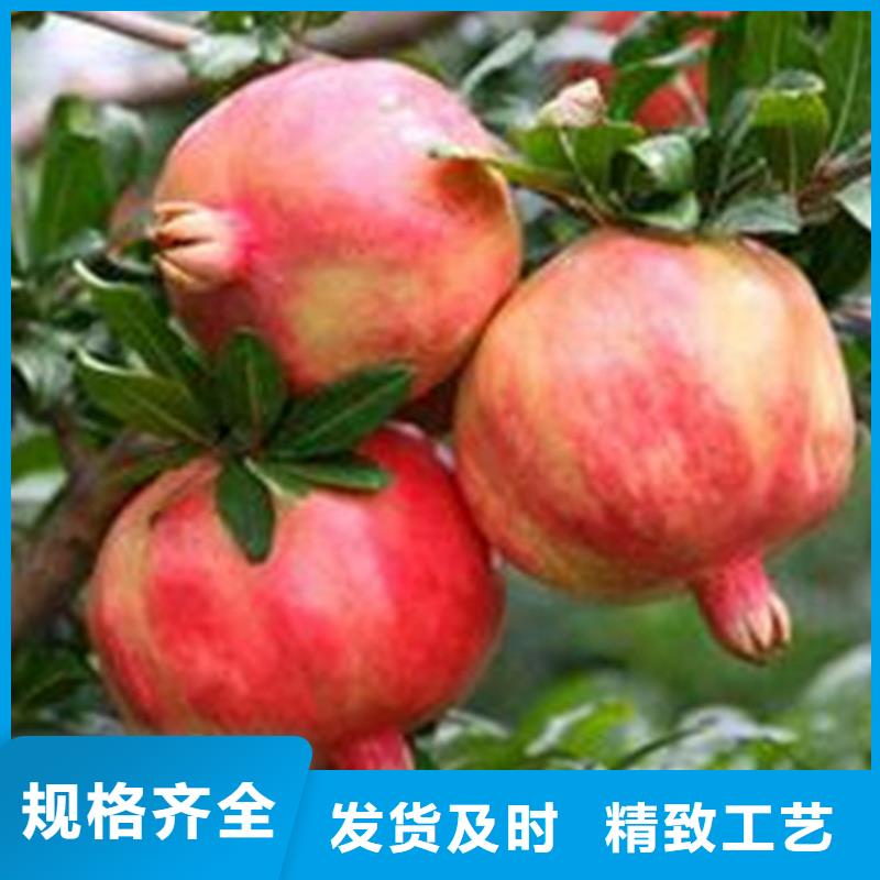 黑籽石榴树苗经济效益