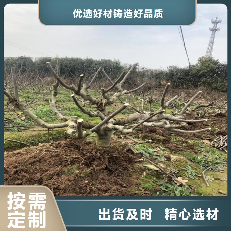 金傲芬无花果苗怎么防虫/轩园园艺场