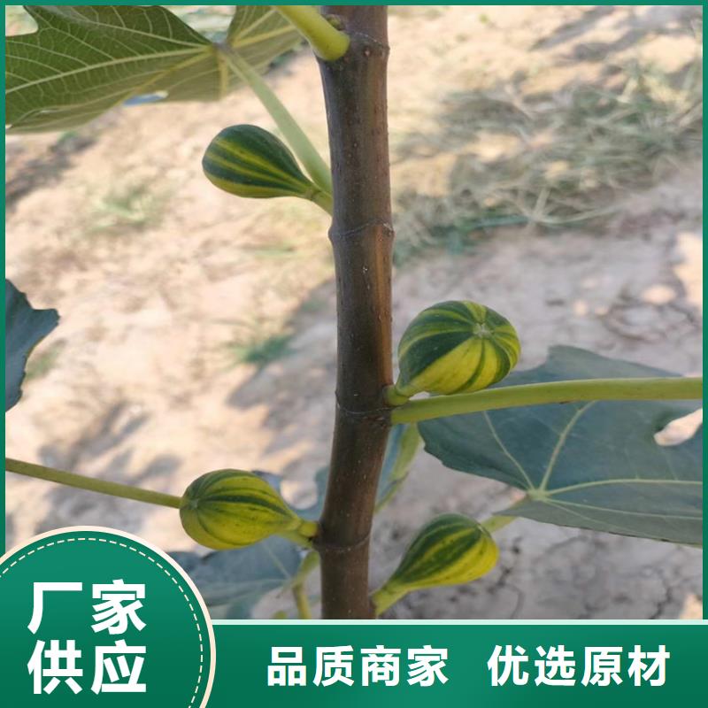 无花果,樱桃苗敢与同行比质量