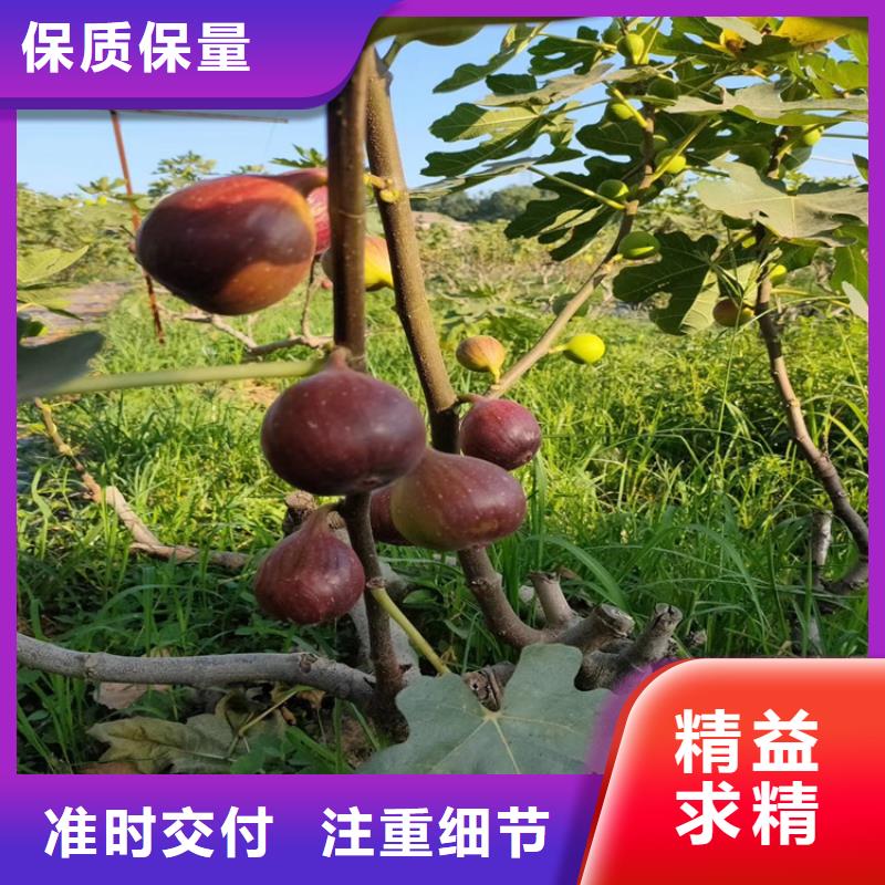 无花果树苗价格