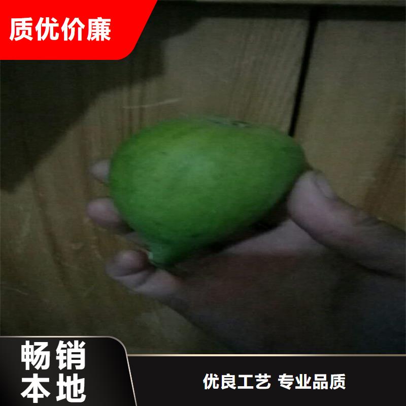 无花果桃树苗工厂批发