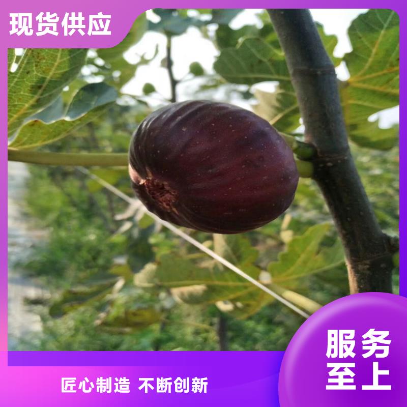 无花果苗一亩地栽多少棵