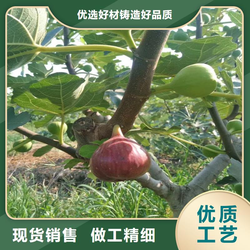 【无花果】玛瑙红石榴苗物美价优
