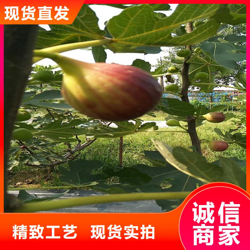金傲芬无花果苗怎么防虫/轩园园艺场