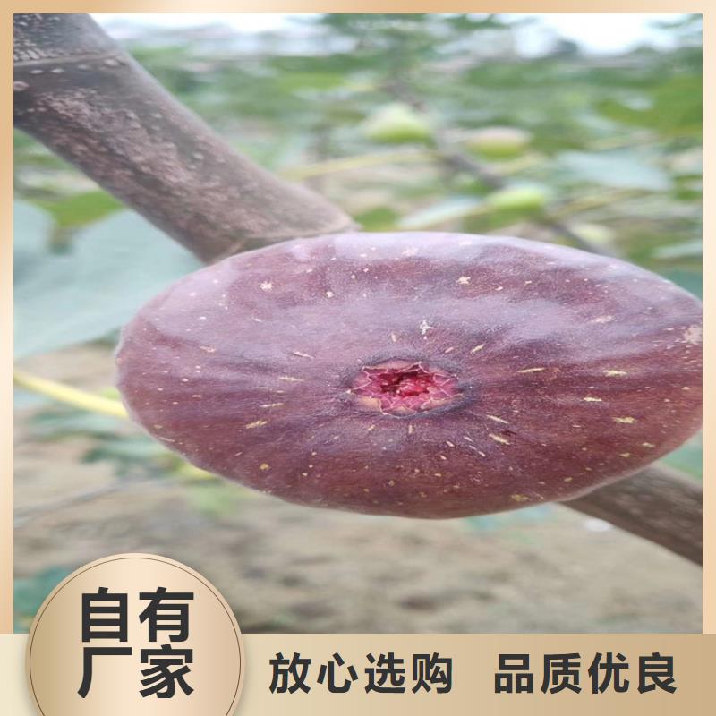 【无花果】玛瑙红石榴苗物美价优
