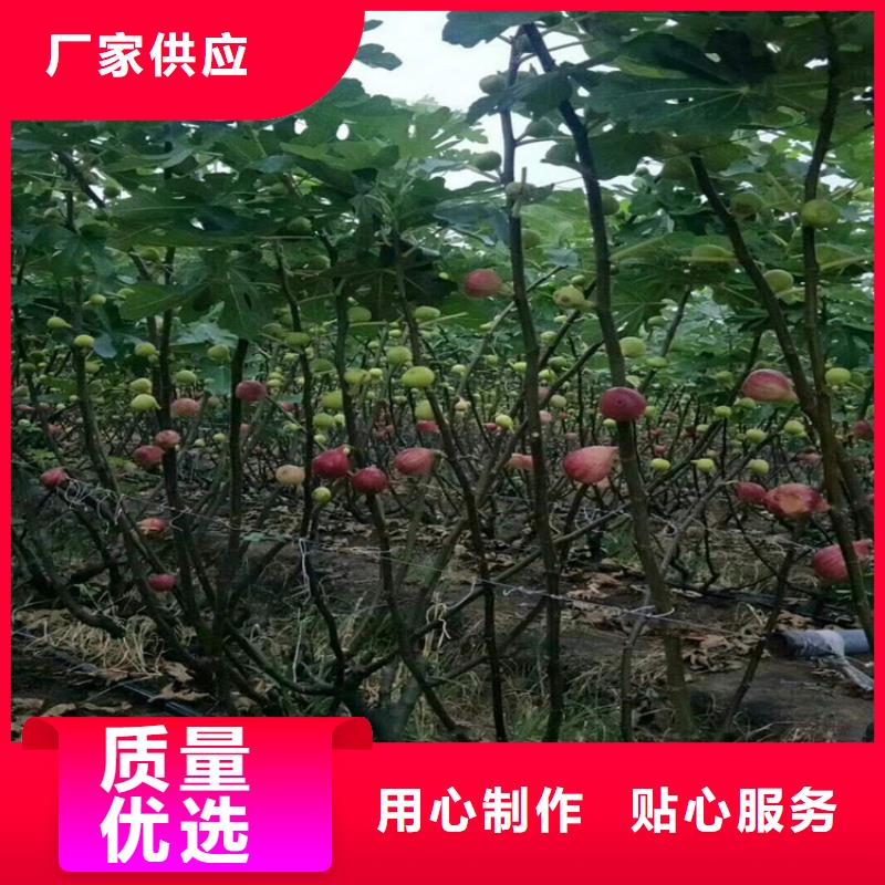 大青皮无花果苗新奇品种