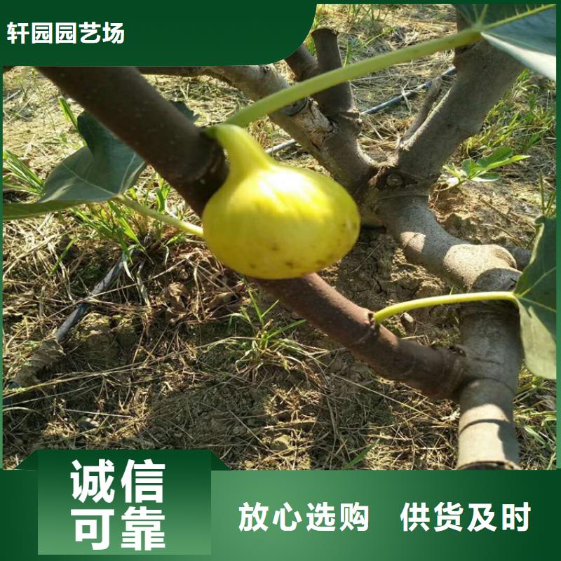【无花果_葡萄苗厂诚信经营】