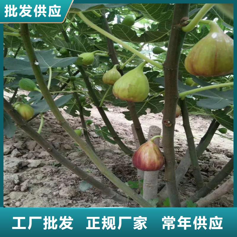 无花果树苗价格