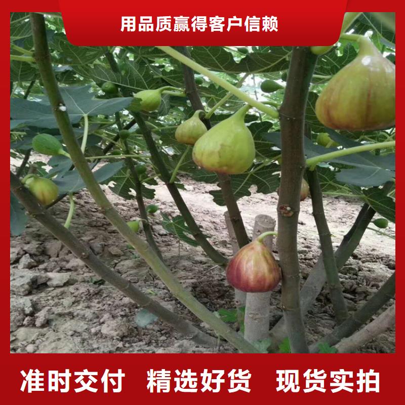 无花果苗一亩地栽多少棵