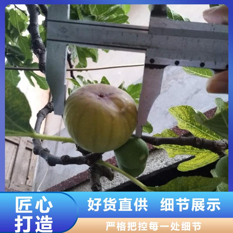 【无花果_葡萄苗厂诚信经营】