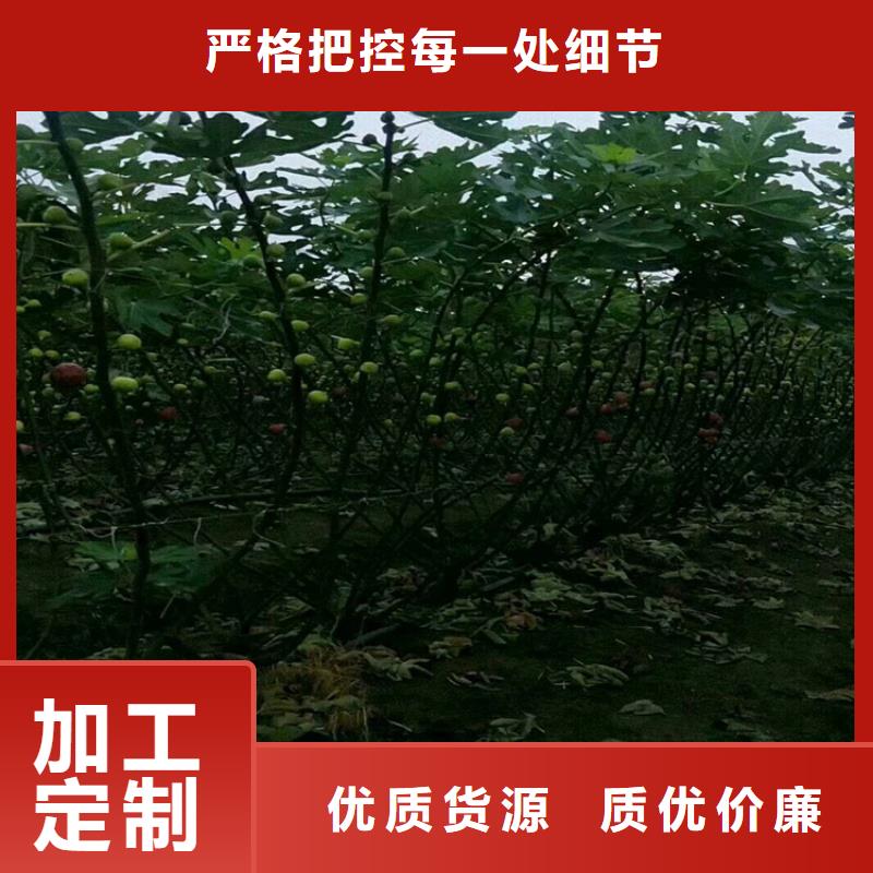 大青皮无花果苗新奇品种