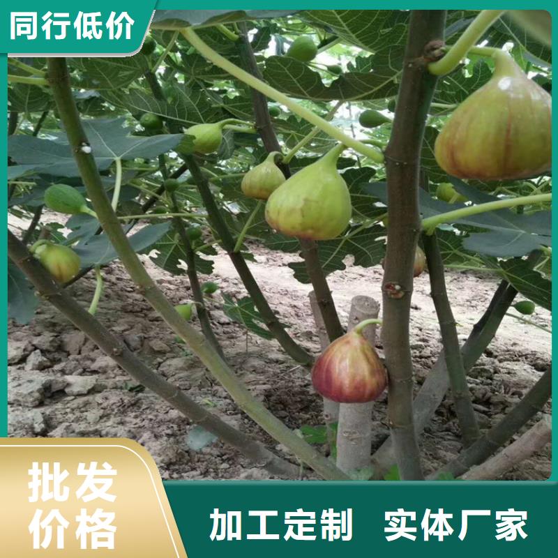 【无花果_葡萄苗厂诚信经营】