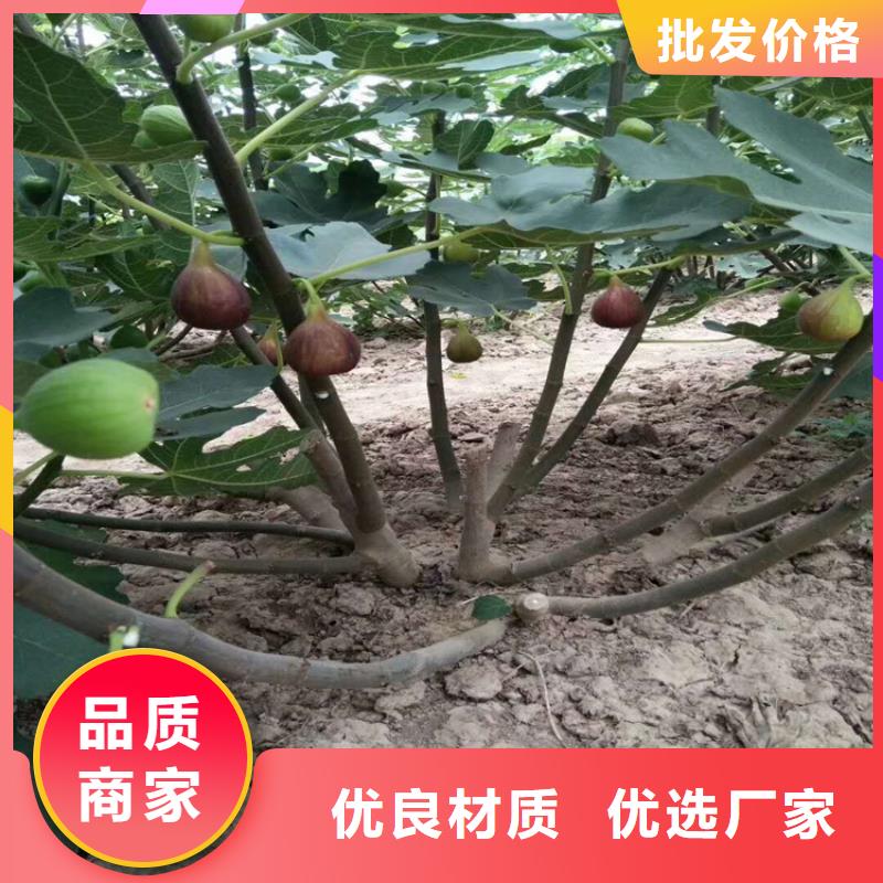 金傲芬无花果苗怎么防虫/轩园园艺场