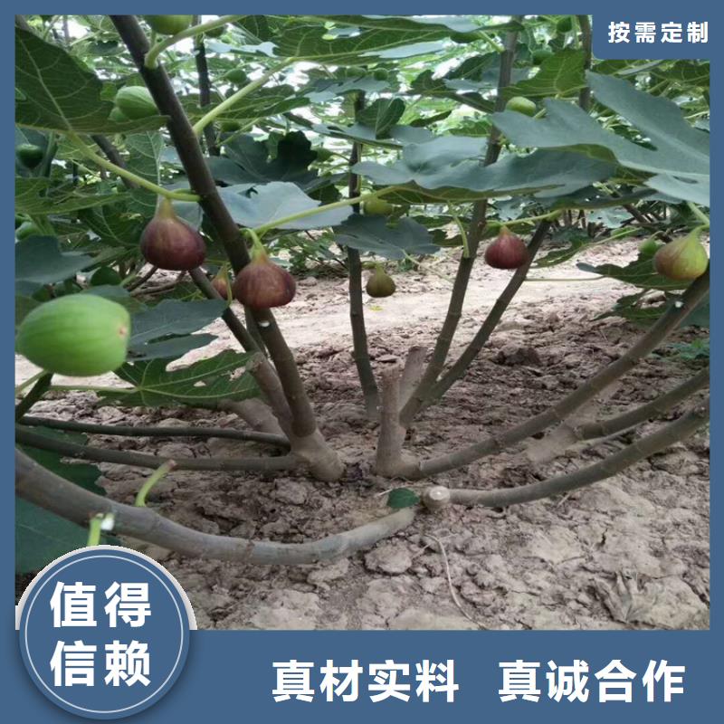 无花果,樱桃苗敢与同行比质量