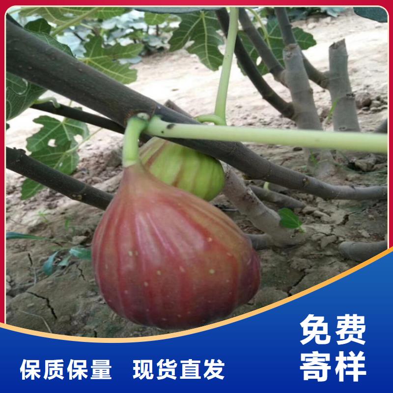 无花果,樱桃苗敢与同行比质量
