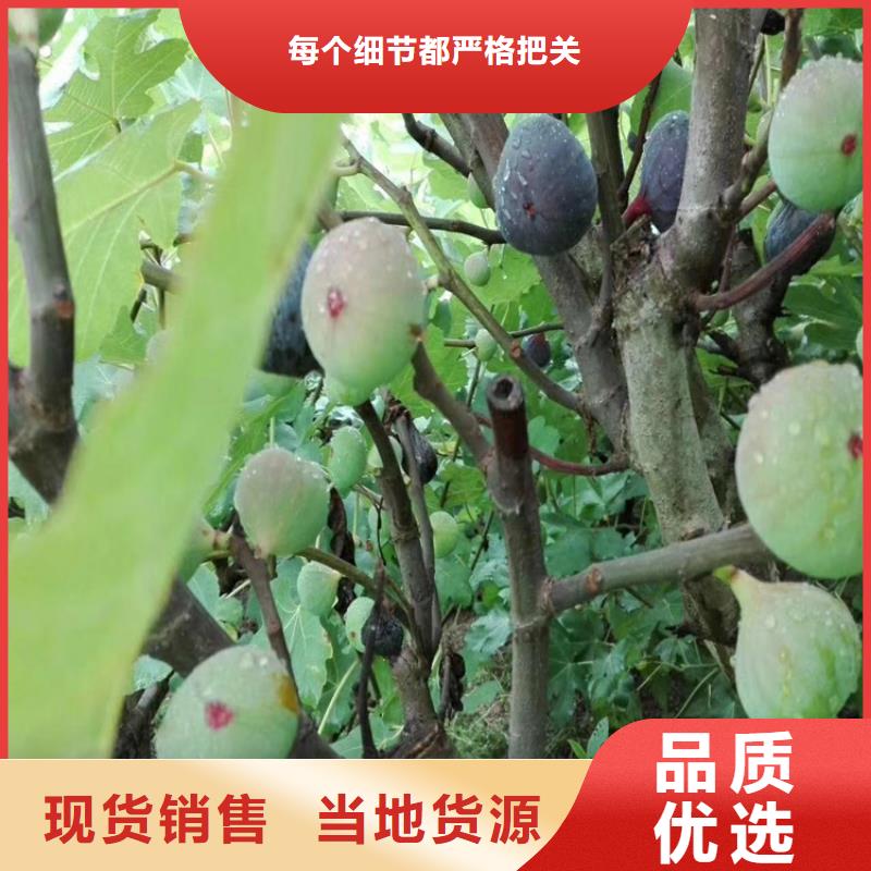 大青皮无花果苗新奇品种