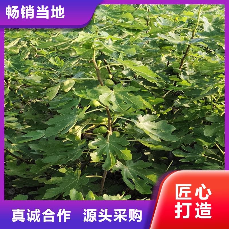 【无花果】玛瑙红石榴苗物美价优