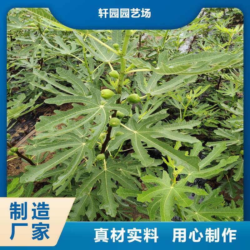 金傲芬无花果苗怎么防虫/轩园园艺场