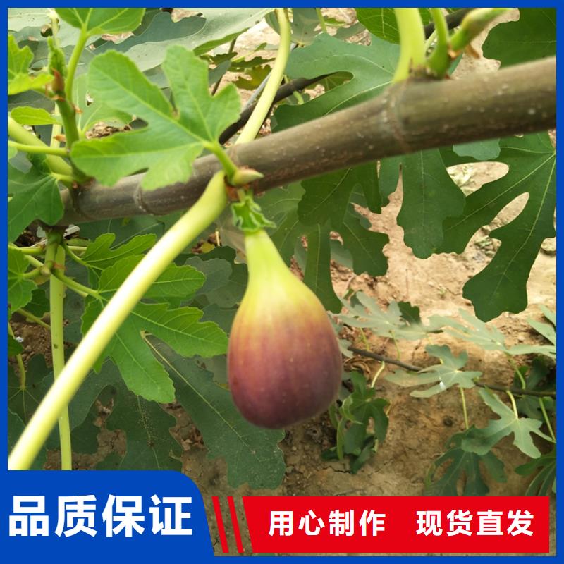 无花果,樱桃苗敢与同行比质量