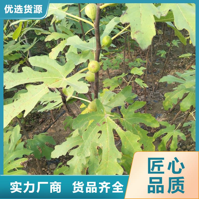 【无花果】玛瑙红石榴苗物美价优