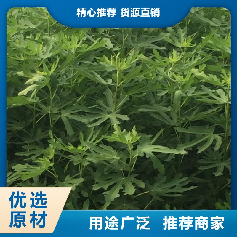 【无花果_葡萄苗厂诚信经营】