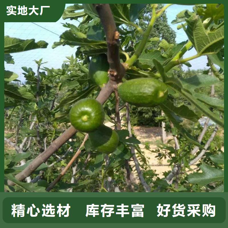 无花果树苗价格