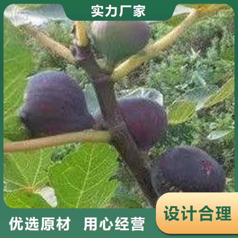 无花果树苗价格