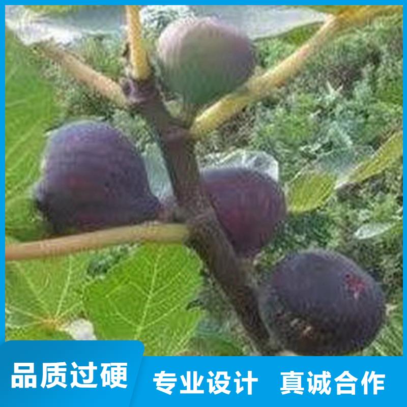 无花果桃树苗工厂批发