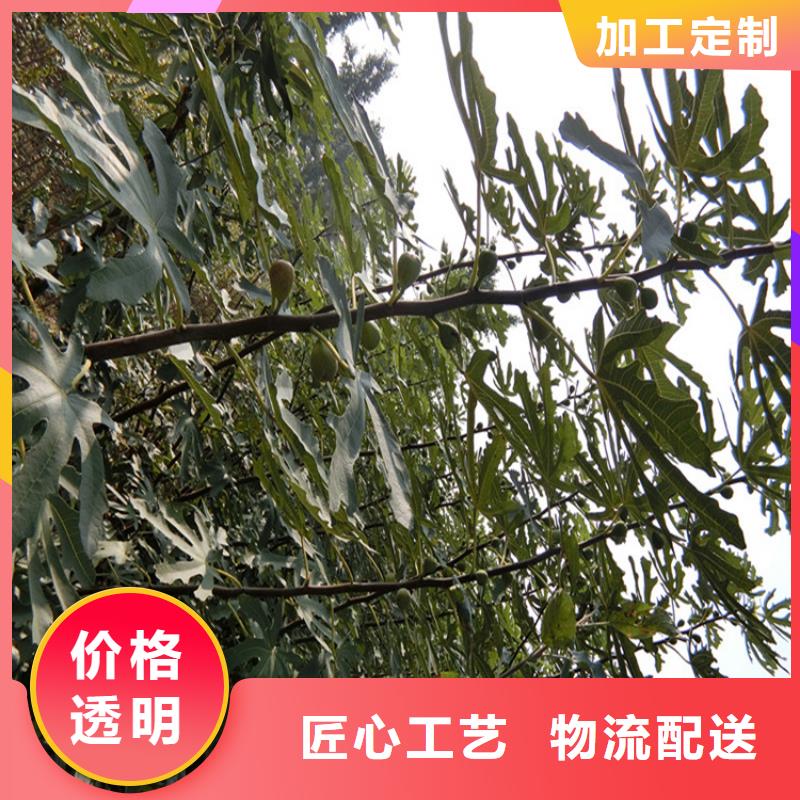 无花果树苗价格