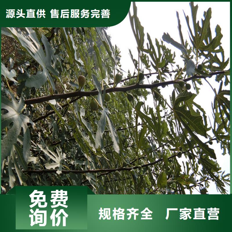 无花果树苗价格