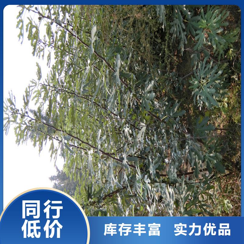 无花果树苗价格