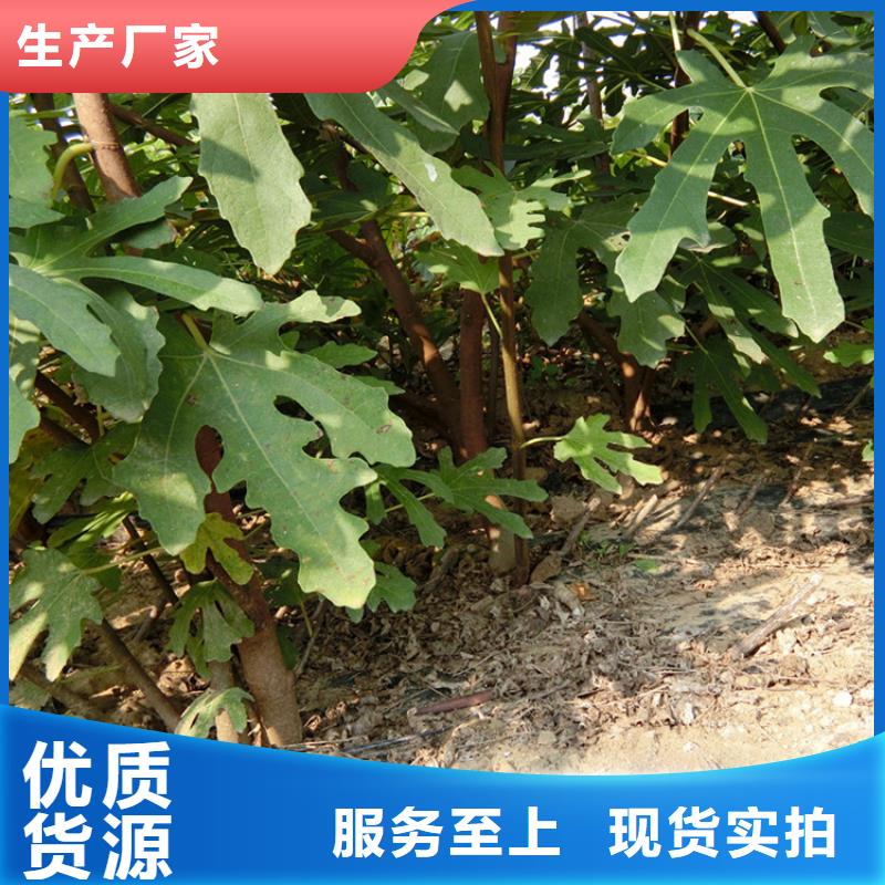 无花果树苗价格