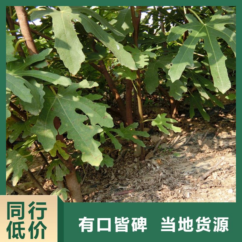 【无花果_葡萄苗厂诚信经营】