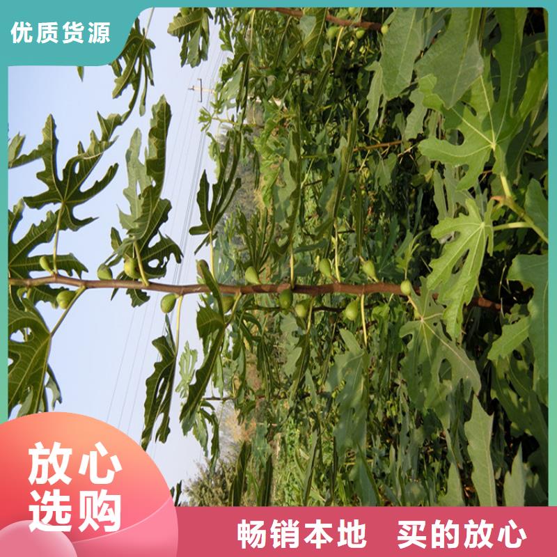 无花果树苗价格