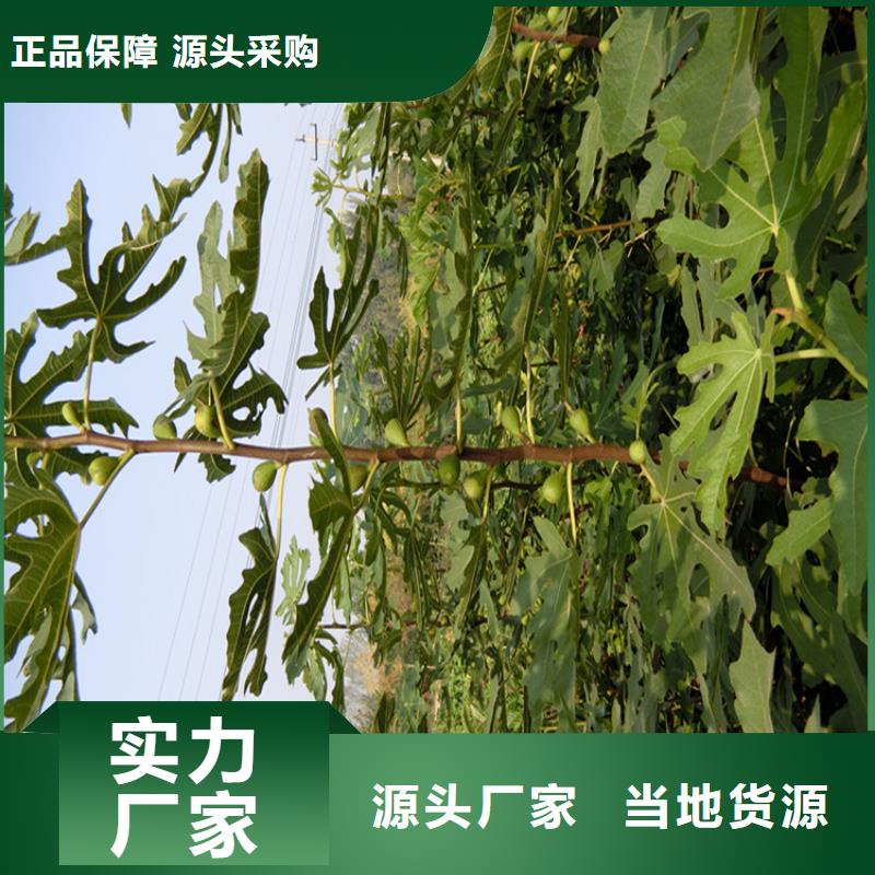 【无花果_葡萄苗厂诚信经营】